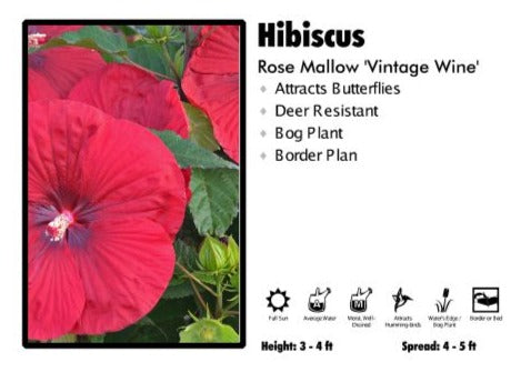 Hibiscus 'Vintage Wine' Rose Mallow – Pandy's Garden Center