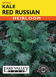 KALE RED RUSSIAN (RAGGED JACK)  HEIRLOOM