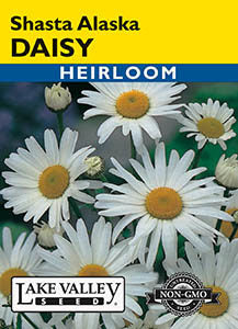 DAISY SHASTA ALASKA  HEIRLOOM