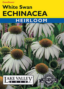 ECHINACEA WHITE SWAN  HEIRLOOM