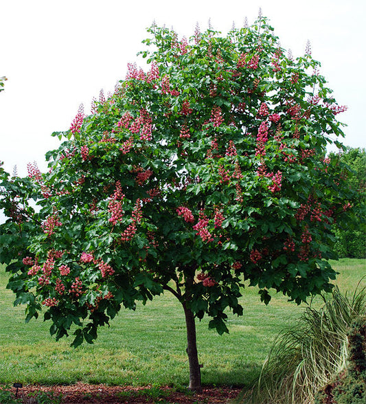 Red Horse Chestnut - Buckeye Fort McNair