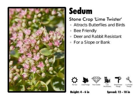 Sedum 'Lime Twister' Stone Crop
