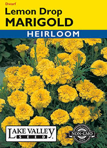 MARIGOLD LEMON DROP  HEIRLOOM