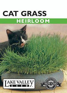 CAT GRASS  HEIRLOOM