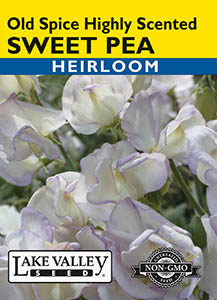 SWEET PEA OLD SPICE HIGHLY SCENTED   HEIRLOOM