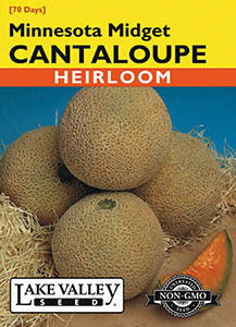 CANTALOUPE MINNESOTA MIDGET  HEIRLOOM