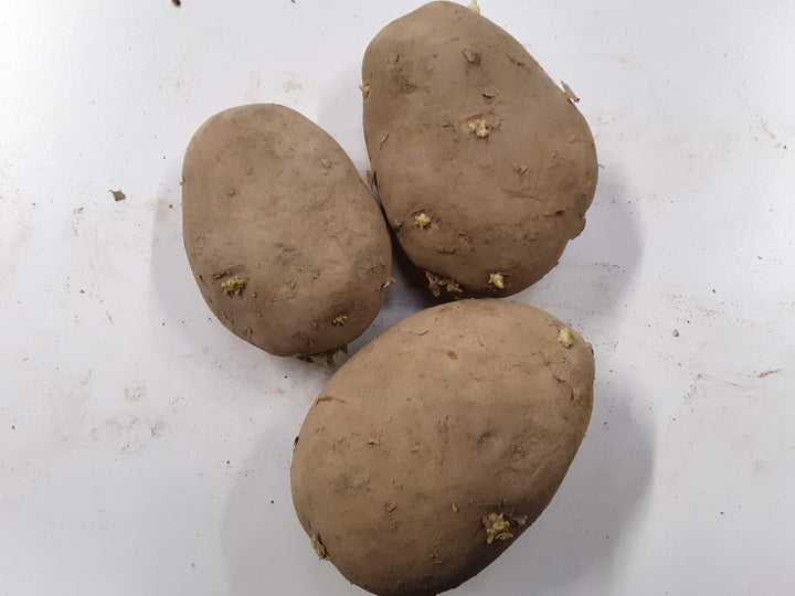 Seed Potatoes - Yukon Gold