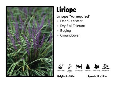 Liriope - Variegated