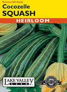 SQUASH SUMMER COCOZELLE  HEIRLOOM