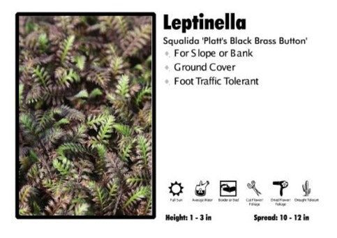 Leptinella 'Platts Black Brass Button' Squalida