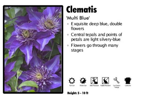 Clematis 'MultiBlue'