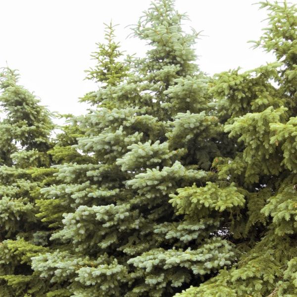 Pro Spruce Spruce - Colorado Procumben – Pandy's Garden Center