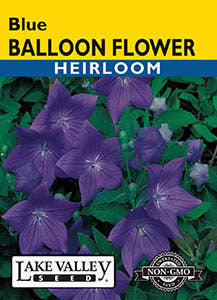 BALLOON FLOWER BLUE  HEIRLOOM