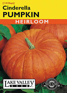 PUMPKIN CINDERELLA (FRENCH TYPE)  HEIRLOOM