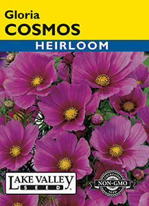 COSMOS GLORIA  HEIRLOOM