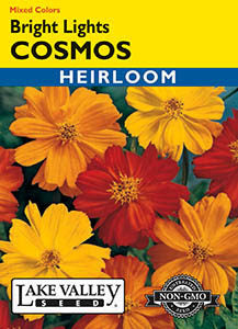 COSMOS BRIGHT LIGHTS MIXED COLORS  HEIRLOOM