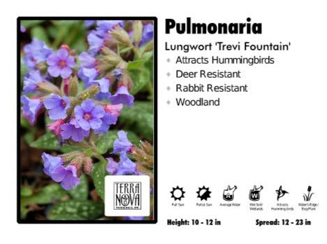 Pulmonaria 'Trevi Fountain' Lungwort