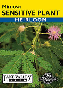 SENSITIVE PLANT (MIMOSA)  HEIRLOOM