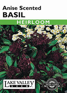 BASIL ANISE SCENTED  HEIRLOOM