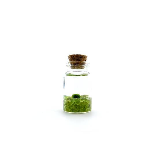 Peridot Moss Niño