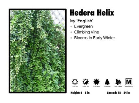 3 for 21 Hedera Helix 'English' Ivy