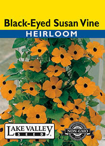 BLACK EYED SUSAN THUNBERGIA VINE  HEIRLOOM