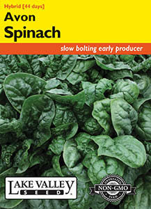 SPINACH AVON HYBRID