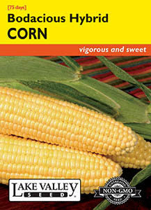 CORN SWEET BODACIOUS HYBRID