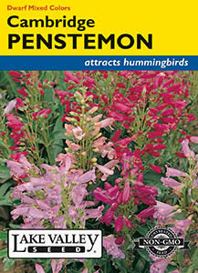 PENSTEMON DWARF CAMBRIDGE MIXED COLORS