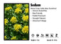 Sedum 'Little Miss Sunshine' Stonecrop