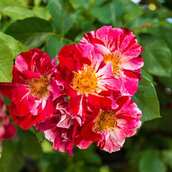 Rose - Fourth of July Climber Red Striped White