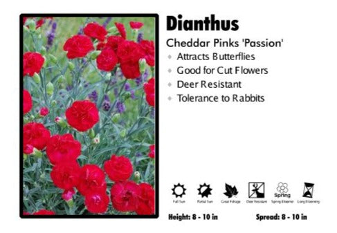 Dianthus 'Passion Red' Garden Pinks