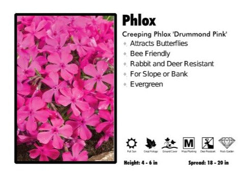 Phlox 'Drummond Pink' Creeping Phlox