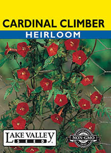 CARDINAL CLIMBER  HEIRLOOM