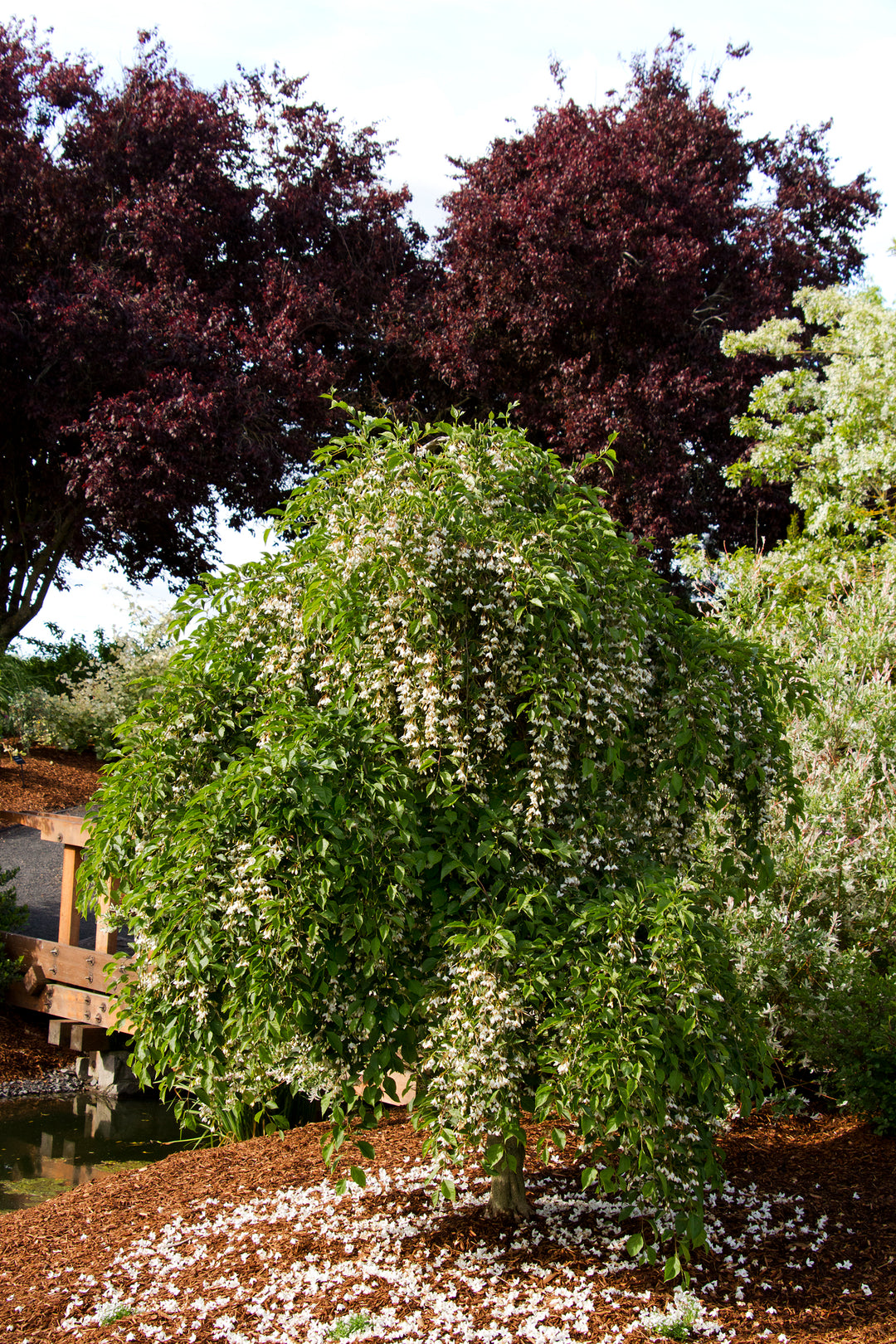 Weeping Snowbell - Fragrant Fountain