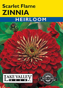 ZINNIA SCARLET FLAME  HEIRLOOM
