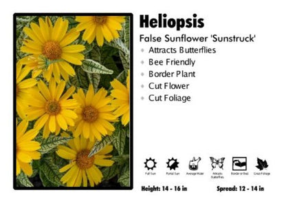 Heliopsis 'Sunstruck' False Sunflower