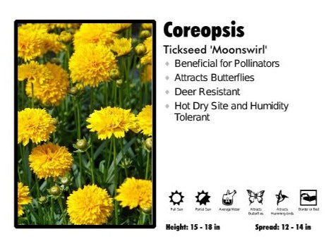 Coreopsis 'MoonSwirl' Tickseed