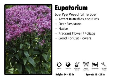 Eupatorium 'Little Joe' Joe Pye Weed