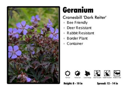 Geranium 'Dark Reiter Hardy' Cranesbill