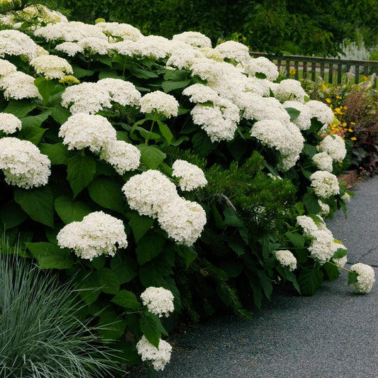 Hydrangea - Annabelle White