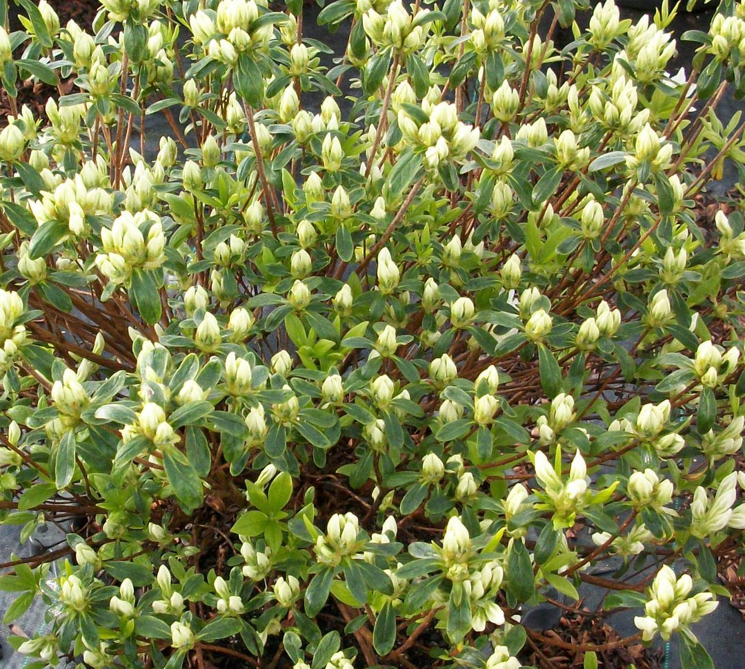 Azalea - Cascade White