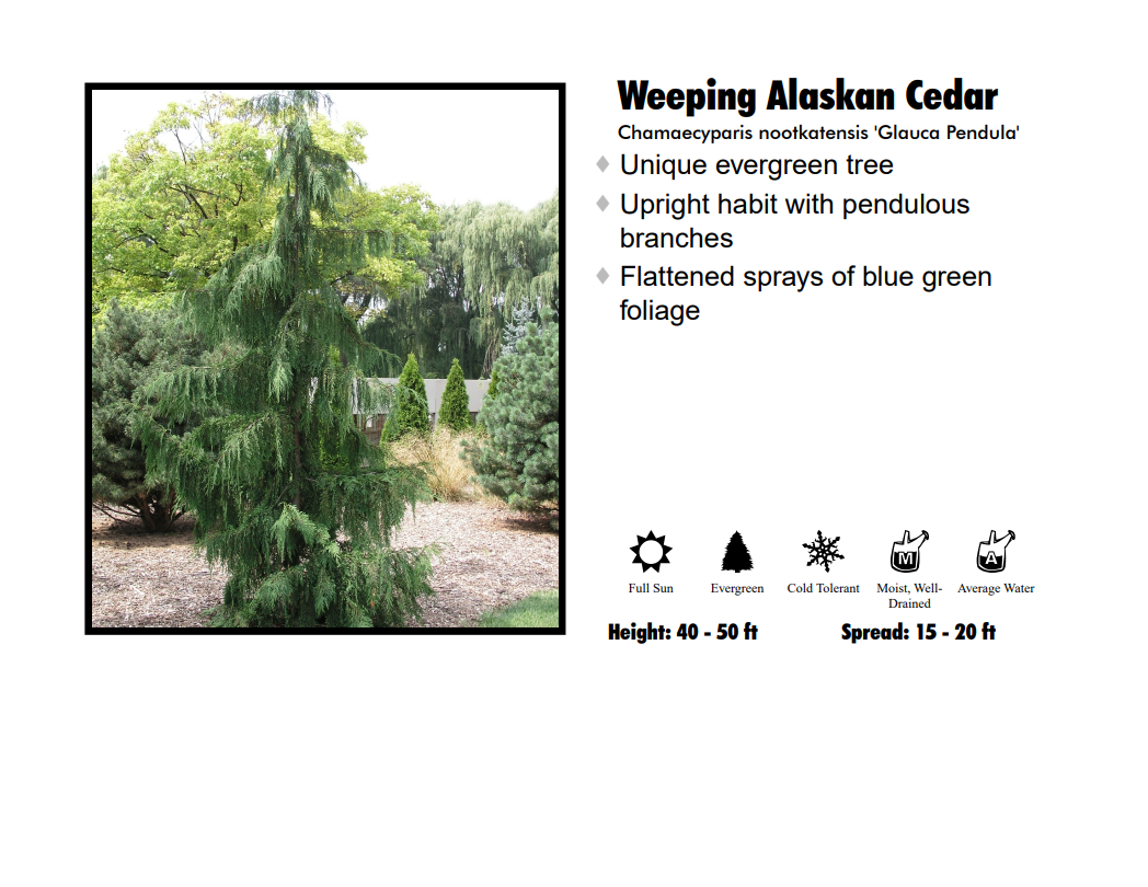 Cypress - Weeping Alaskan Blue