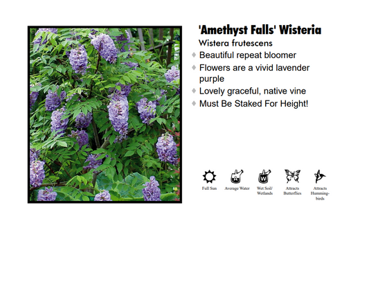 Wisteria - Amethyst Falls Blue