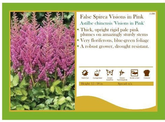Astilbe chinensis 'Visions in Pink’ False Spirea