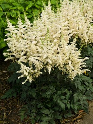 Astilbe chinensis 'Visions in White' False Spirea