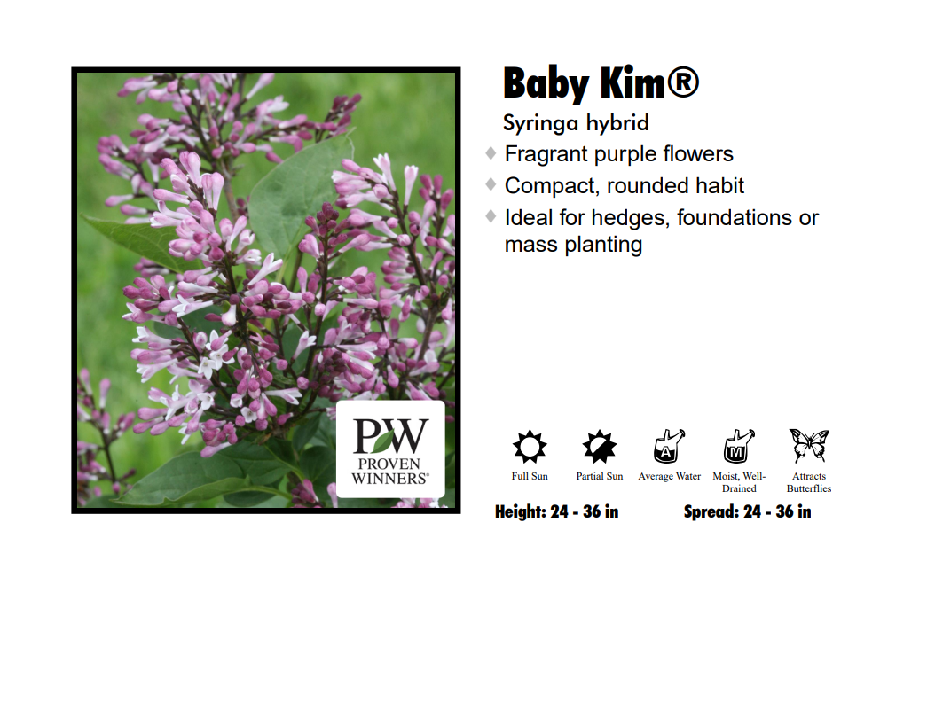 Lilac - Baby Kim