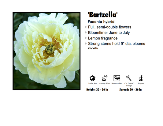 Paeonia 'Bartzella' Itoh Peony