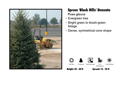 Spruce - Black Hills