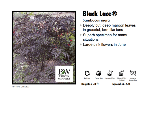 Sambucus Nigra - Black Lace